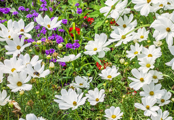 Fototapeta premium Frühling
