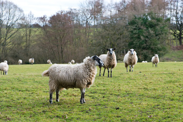 Naklejka premium Sheep in the field