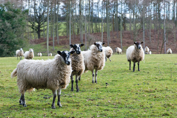 Sheep in the field