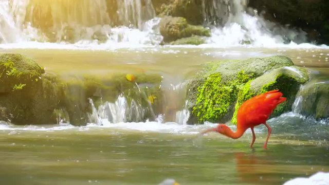 Peaceful nature background of beautiful red feathered Scarlet Ibis bird in park