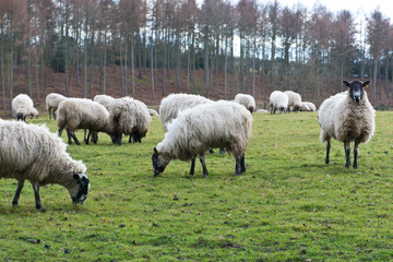 Naklejka premium Sheep in the field