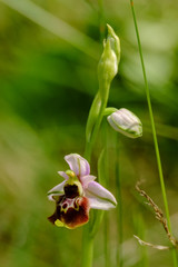 Orchidea 3