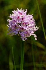 Orchidea 2