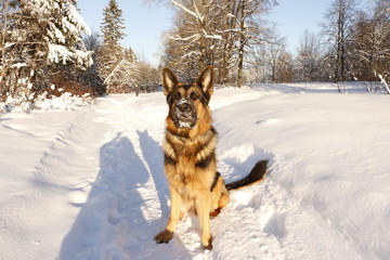 Собака немецкая овчарка, сидящая на снегу зимним солнечным днем