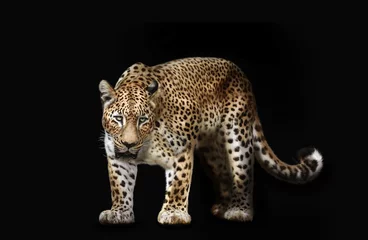 Foto auf Acrylglas Leopard isoliert auf schwarz © Olga Itina