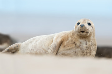 Atlantic Grey Seal Pup (Halichoerus Grypus)/Atlantic Grey Seal Pup on sandy beach