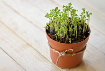 Watercress sprouts in the pot