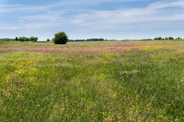 Fototapeta premium Colorful meadow in spring and blue sky. Green grass.Purple and yellow flowers. Sunny day, nobody.
