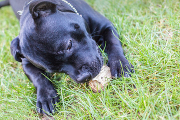 A Staffordshire bull terrier dog lying on the grass holding and chewing a piece of naural wood. His head and front legs and paws can be seen.