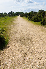 Track in the New Forest