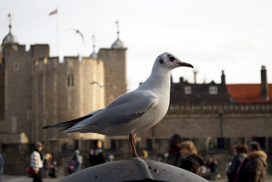 Seagull in the Tower of London, England