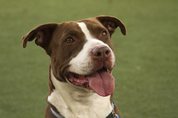 Brown and White Dog