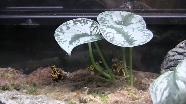 Three gruta morphs frogs in terrarium under the leaf. The strawberry poison-dart frog (Oophaga pumilio) in Tallinn Zoo, (Tallinna Loomaaed). 
