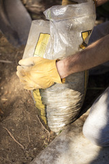 Man Planting In A Garden