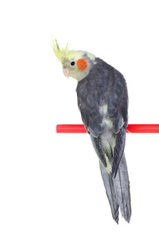 Beautiful parrot nymph gray with yellow crest