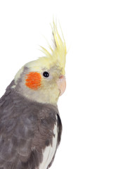 Beautiful parrot nymph gray with yellow crest