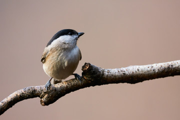 Beautiful Marsh Tit