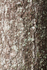 Wood grain bark texture