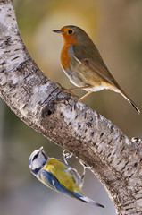 European Robin and blue tit