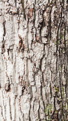 Wood grain bark texture