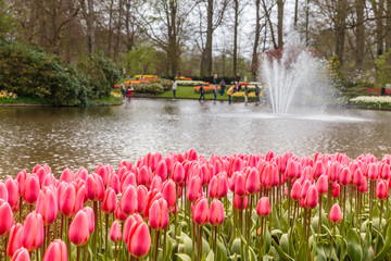 Flowerbed of pink tulips near water with fountain at garden in Keukehnof park