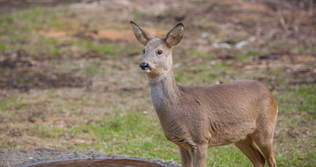 Naklejka na ściany i meble Roe-deer in the wild in a clearing