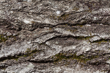 Wood grain bark texture