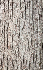 Wood grain bark texture