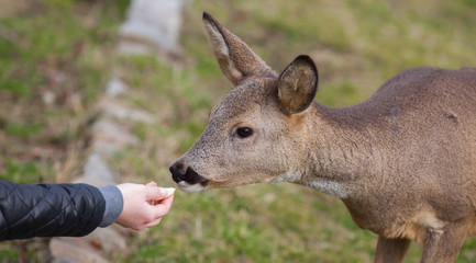 hand feeding, deer