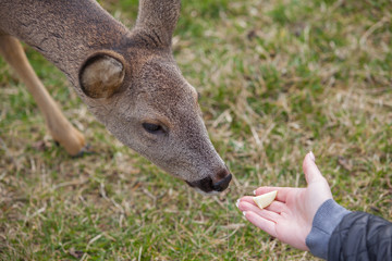 hand feeding, deer