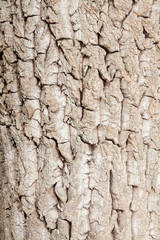 Wood grain bark texture