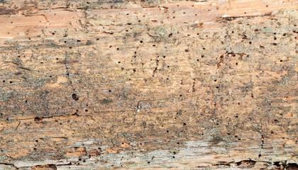 Wood grain bark texture