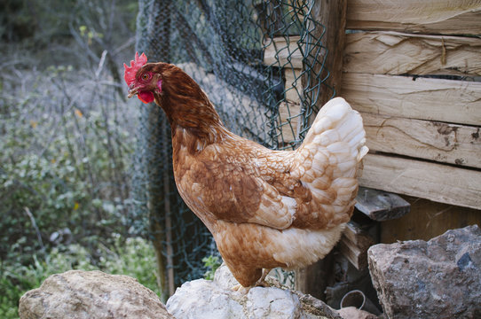 Hen Outside Poultry Portrait