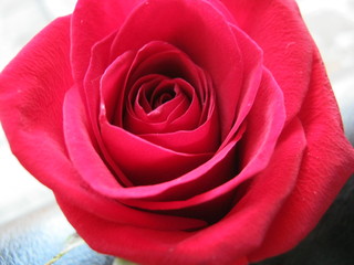 Fototapeta na wymiar A red rose