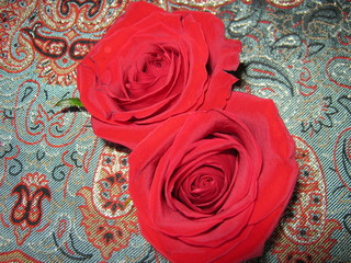 Two beautiful red roses on the table. 