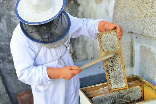 Beekeeper collecting honey