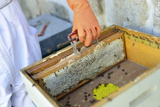 Beekeeper collecting honey