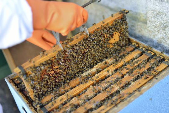 Beekeeper collecting honey