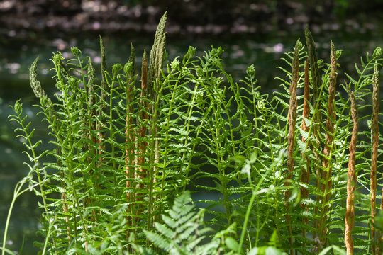 Ferns in the summer