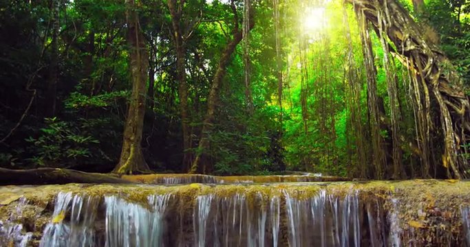 Beautiful nature background of exotic plants in tropical rainforest in Thailand