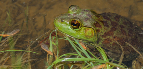 Frog