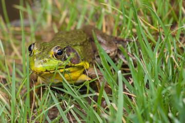 Green Frog