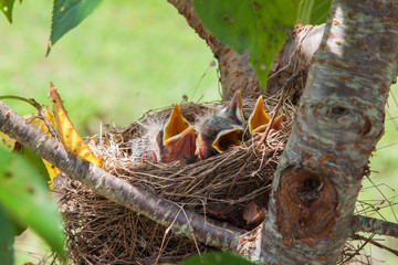 Baby Robin birds