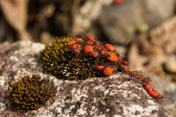 community of orange bugs over a moss