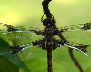 Dragon fly close up with green background
