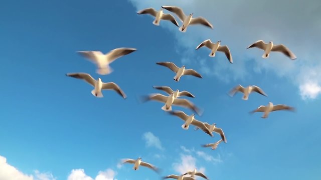 Seagulls flying on the beach in Dubai. Seagulls on a background of sky and clouds
