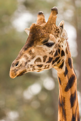 giraffe looking aside on safari park