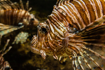 Naklejka na ściany i meble aquarium fish close up