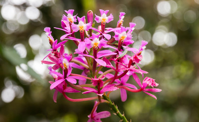 grass pink orchid on a garden multiple faces