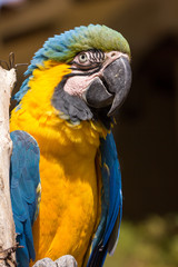 head and body of a parrot on a tree looking aside